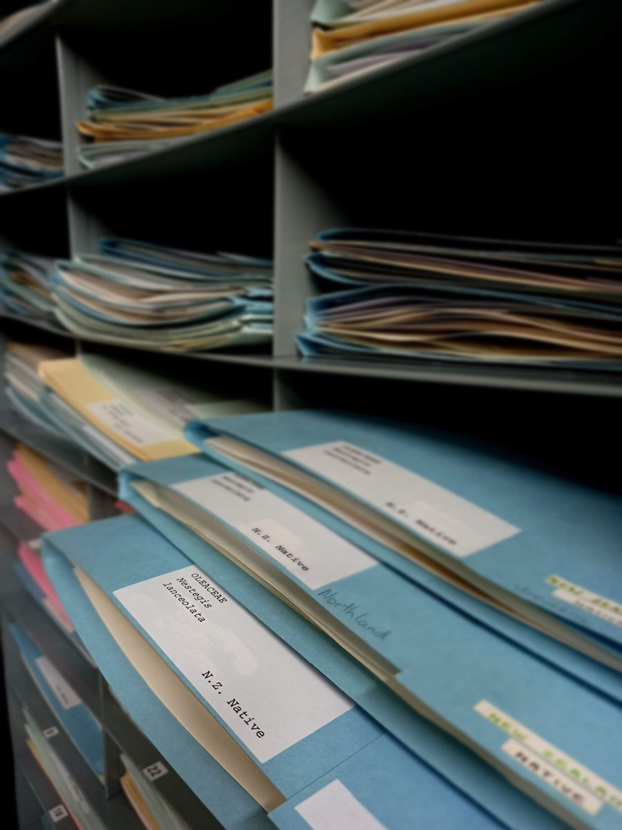 MattBuys's tweet photo. Of the ± 33000 plant specimens in #National_Foresty_Herbarium @scion_research #BioCollections, 100% databased, 52% imaged. https://t.co/LsvoA4S7yK https://t.co/gUYBCoXu0R