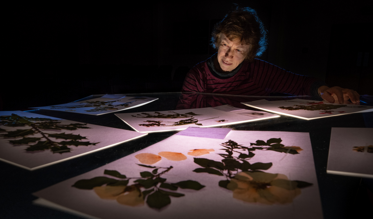 MattBuys's tweet photo. Of the ± 33000 plant specimens in #National_Foresty_Herbarium @scion_research #BioCollections, 100% databased, 52% imaged. https://t.co/LsvoA4S7yK https://t.co/gUYBCoXu0R