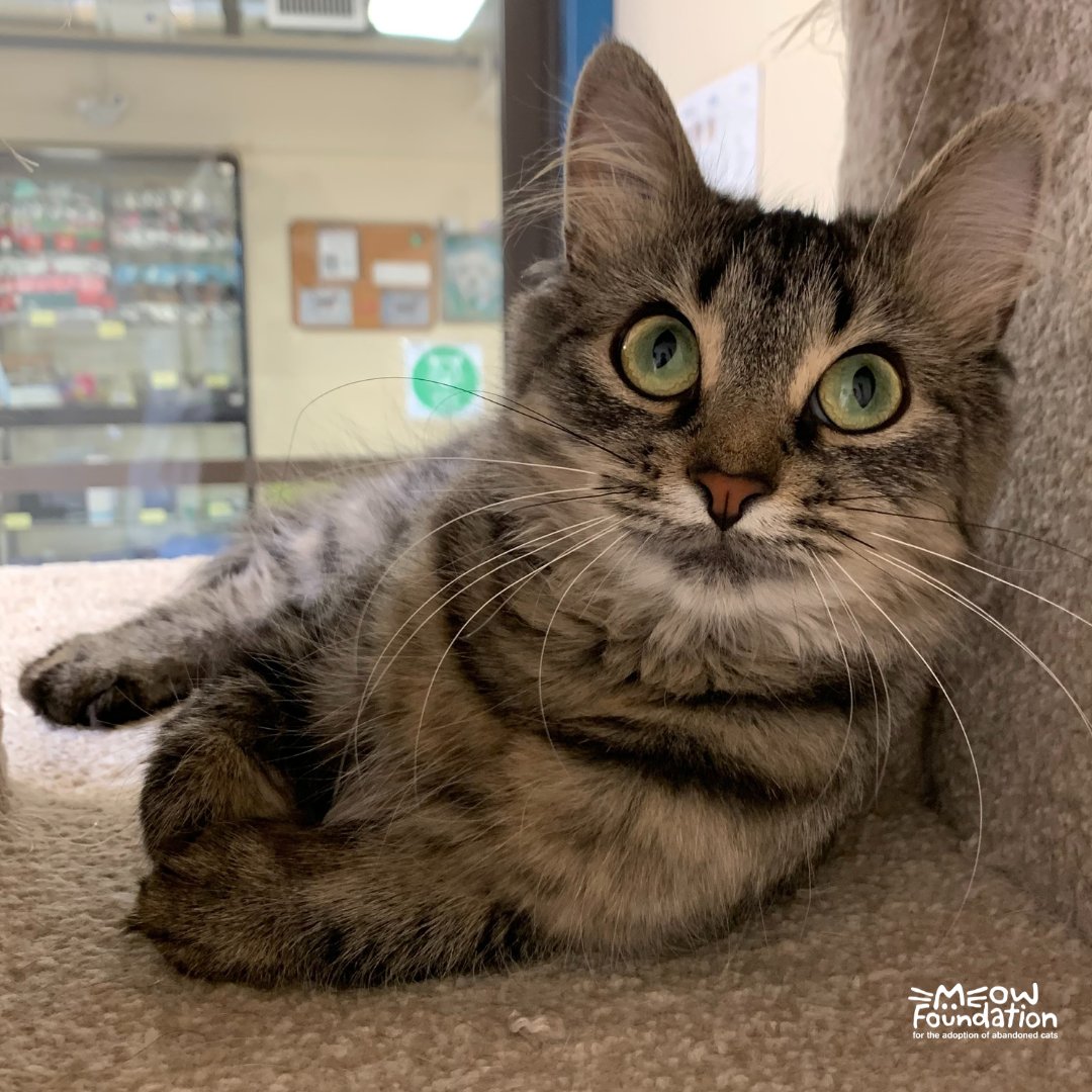 MEOWFoundation's tweet photo. Our Meowzine monthly e-newsletter to keep up to date on everything happening at MEOW from upcoming events to stories of cats in our care to current fundraisers! Visit https://t.co/Hw8pHEsjDs to subscribe π±π°
#yyc #petsofyyc #yyccharity #catsoftwitter https://t.co/mheLYyXioC