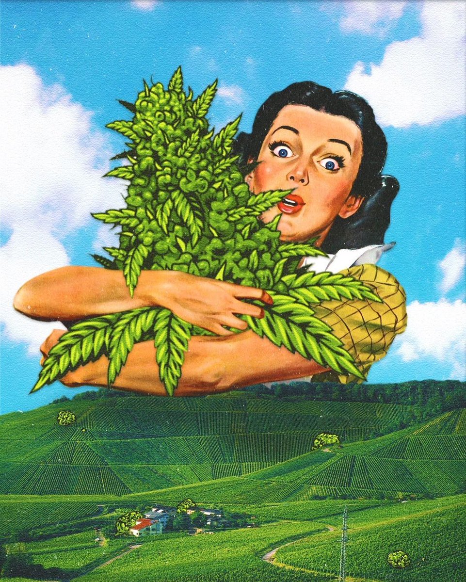 cannabishub's tweet photo. Support our local #farmers! 👩‍🌾👨‍🌾🧑‍🌾

📸 handleofiron

#maryjane #indica #sativa #weed #mmj https://t.co/xCSMRxZ6Ho