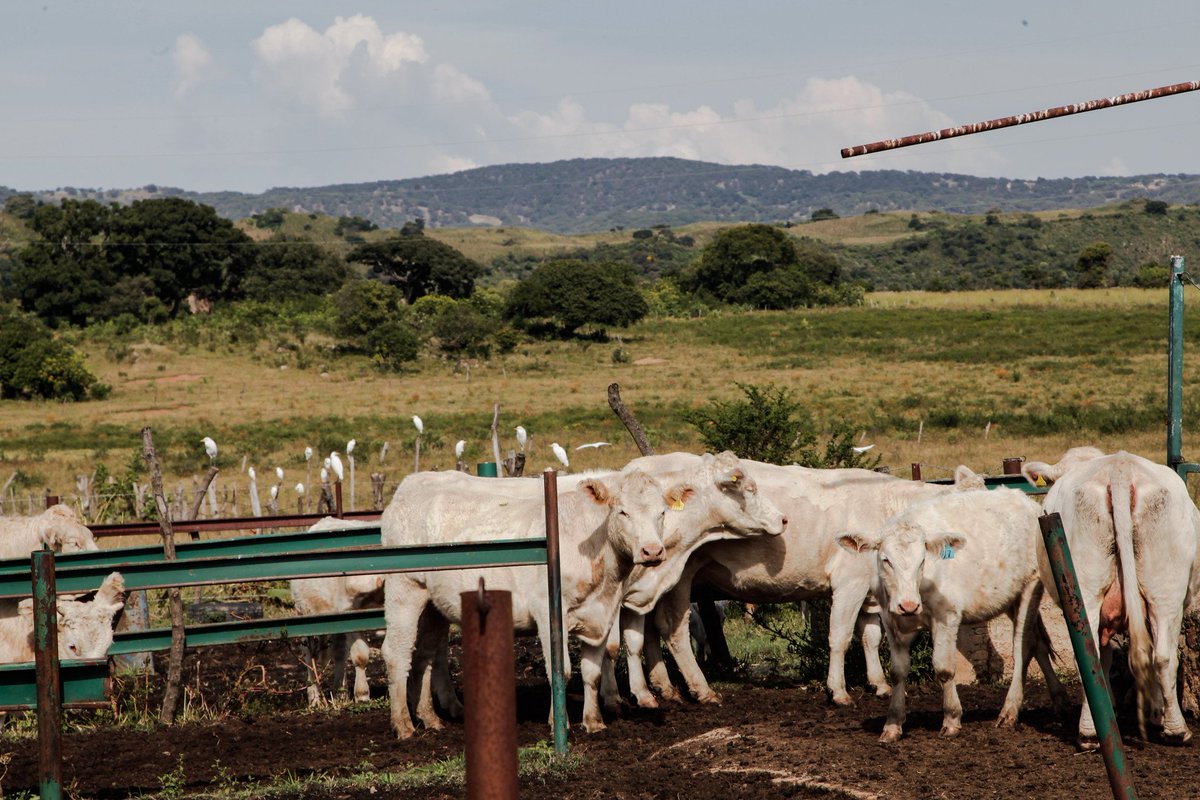 SemadetJal's tweet photo. 🟢 Comunicado | Representantes de la @JICOSUR , @JIRA_MX y @LaJISOC contaron sus experiencias sobre la carne libre deforestación y el proyecto de Escuelas de Campo en #MéxicoCarbonForum.

Más información: 👉 https://t.co/3ebo8gIXu8 https://t.co/shmR8VKD5L
