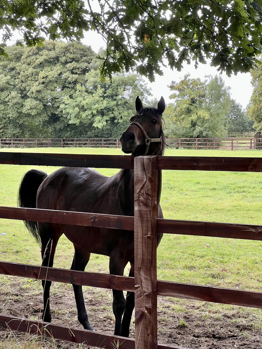 anywherewewandr's tweet photo. @IrishNatStud - great visit! Nando was a favorite! https://t.co/HYTmshKwzZ