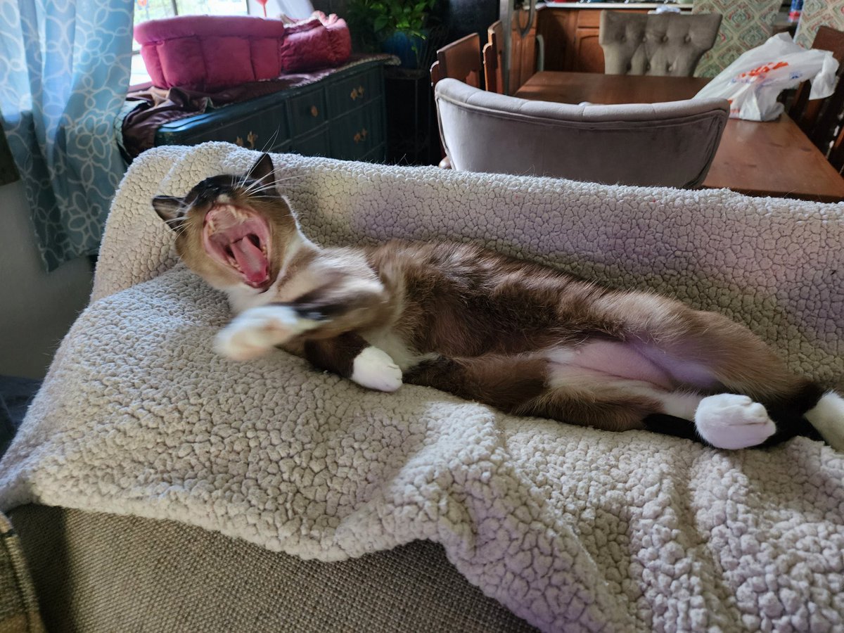 RickyKitty2's tweet photo. My sis, LuLu, is so cute #iamricky #CatsOfTwitter https://t.co/qqEMpRS0Kq