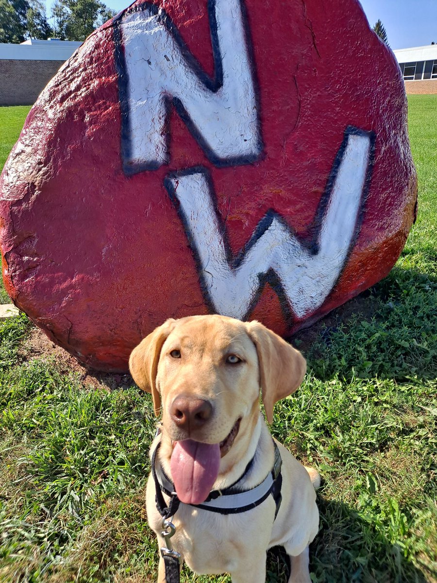 ElizabethHoffba's tweet photo. Midas can't wait for next week's Northwest Homecoming!  Bring on the Color War, Bonfire,  dress up days, Stadium games,  Friday night football,  halftime Marching Mounties and more #nwschools Go Mounties ❤️ https://t.co/poM7AgVyyi