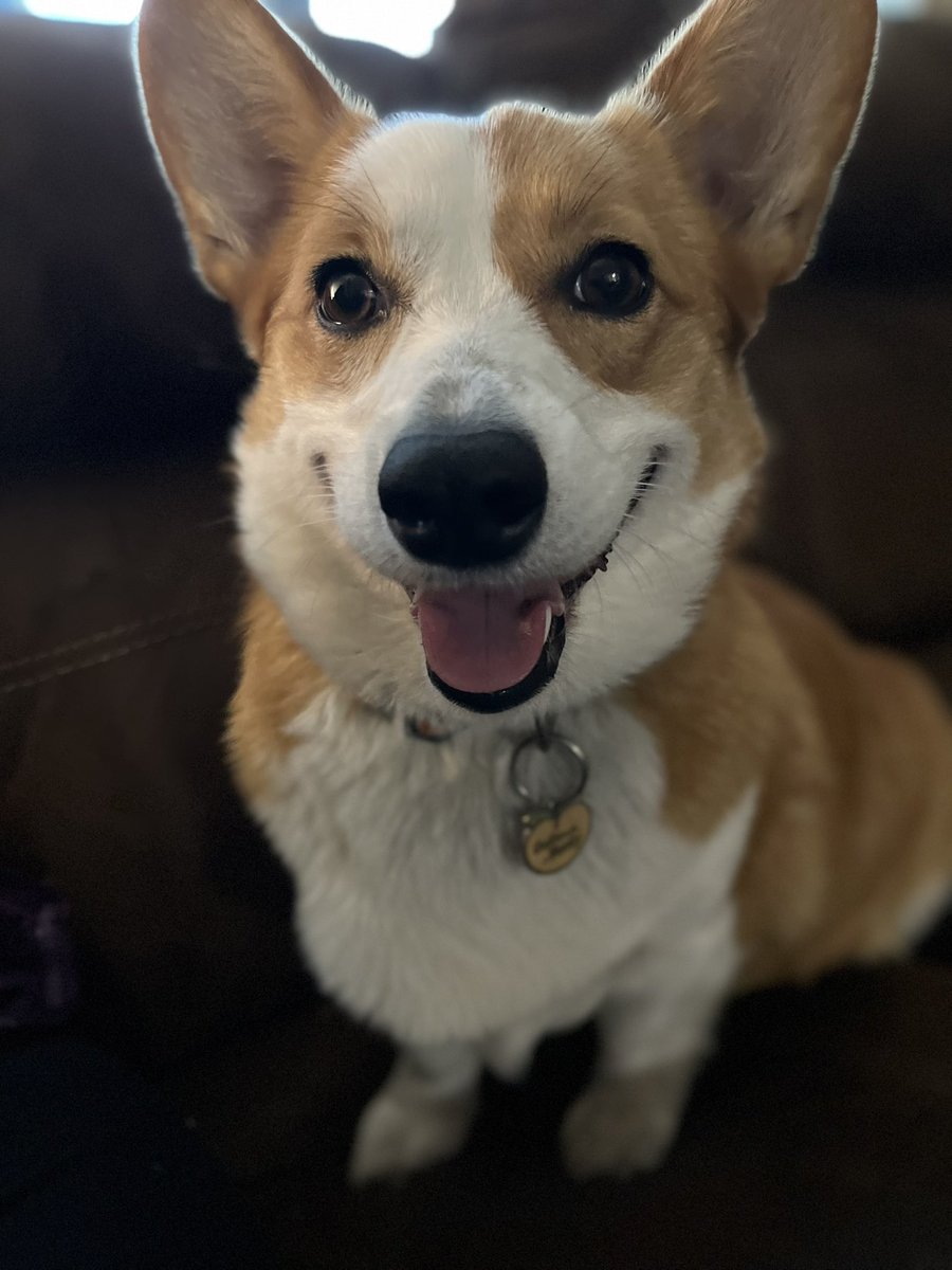 Feeling better with calcium supplements. Was getting the shakes. These puppies are getting the best of me! 3 more weeks to go…#CorgiLover #CorgiCrew #dogs