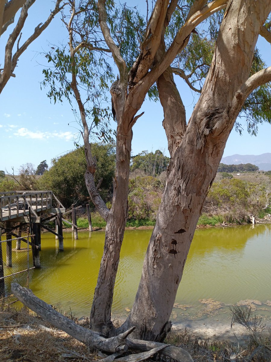 cookiesinheaven's tweet image. Devereux Slough 
#CoalOilPoint #UCSB #UCNRS