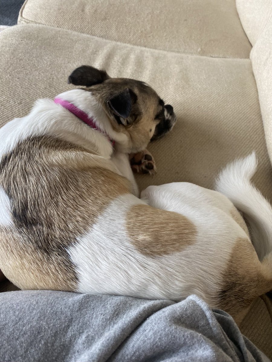 hannah_schuller's tweet photo. Lots of one on one time with my pup when Kyle’s away. We sure do miss him but the cuddles on the couch are my favorites https://t.co/U34XzNPjVA