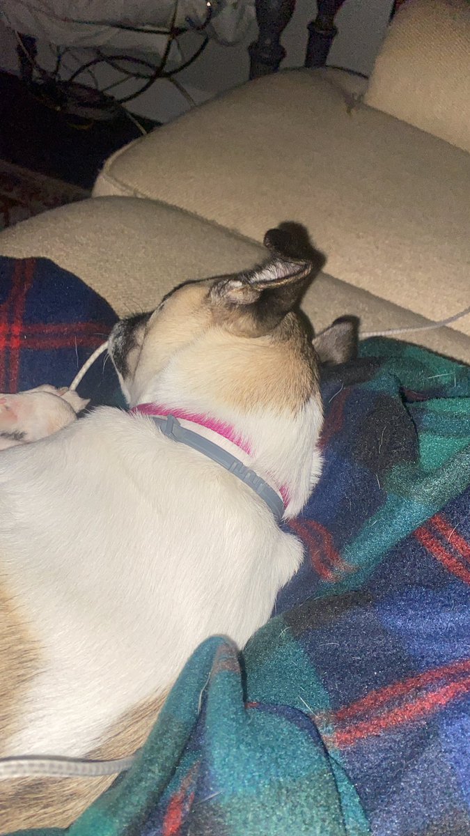 hannah_schuller's tweet photo. Lots of one on one time with my pup when Kyle’s away. We sure do miss him but the cuddles on the couch are my favorites https://t.co/U34XzNPjVA