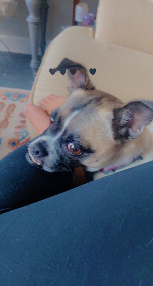 hannah_schuller's tweet photo. Lots of one on one time with my pup when Kyle’s away. We sure do miss him but the cuddles on the couch are my favorites https://t.co/U34XzNPjVA