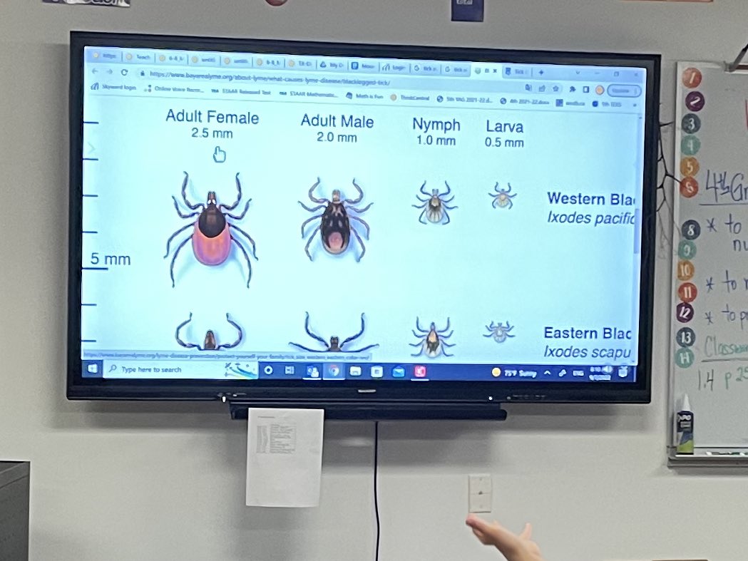 SpanishEagles's tweet photo. This great visual had the students wondering and noticing so many things! #math #matchchat #stem #ticks #nature https://t.co/l8F9nSyDoE
