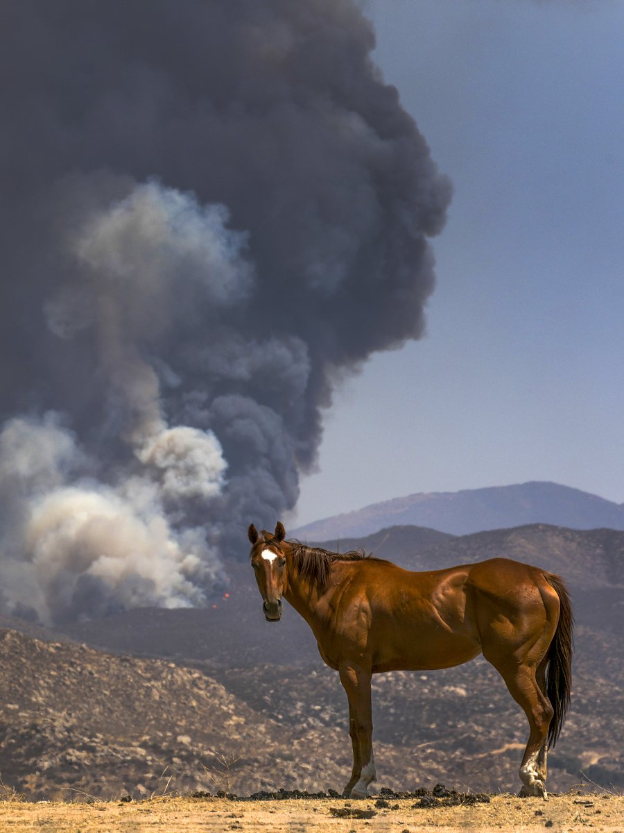 latimesphotos's tweet photo. #PhotoOfTheDay 

A horse stands along State Street as heavy smoke billows from brush fire Fairview Fire burning in Avery Canyon on Tuesday, Sept. 6, 2022 in Hemet, CA.

https://t.co/5iIusFlIw9

📸 @latfoto https://t.co/4lBr5UxCMT
