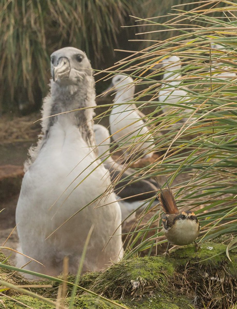 Details on the species' registration and availability of its name can be found in the link below. <a href="/MNHNcl/">Museo Nacional de Historia Natural</a>👇
Detalles sobre el registro de la especie y la disponibilidad del nombre pueden encontrarse abajo👇
boletinmnhn.cl/index.php/ojs/…
