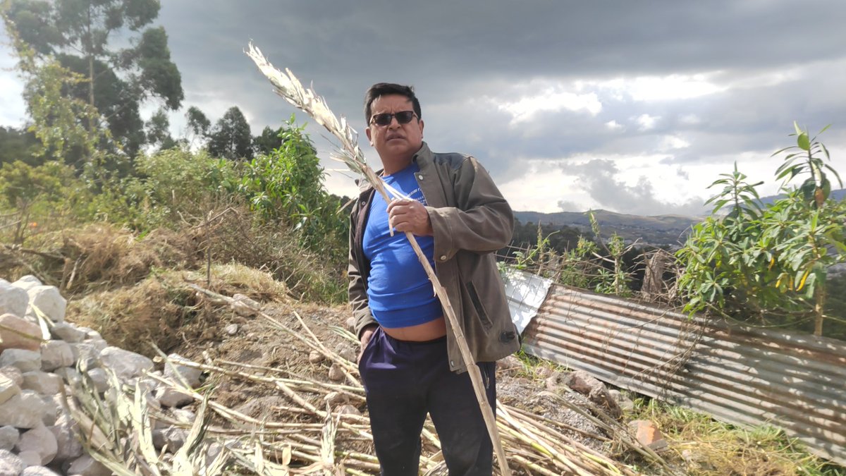 FuerzaCorreista's tweet photo. En San José Obrero de Cotocollao colectando carrizos para la construcción de elementos de la campaña cultural #QuitoConPabel #PichinchaConPaola @pabelml @MashiRafael @AndreaEncaladaE https://t.co/FbPCP4P4Th