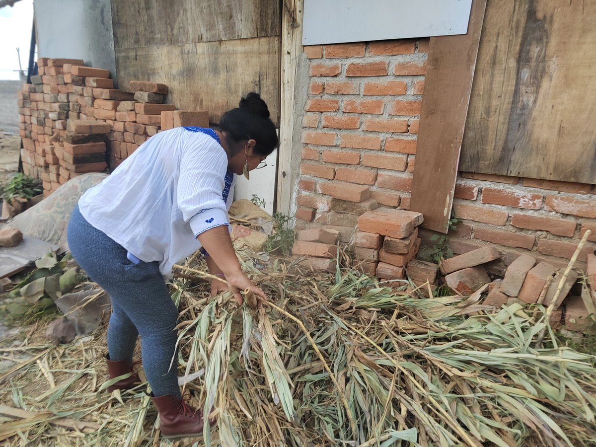 FuerzaCorreista's tweet photo. En San José Obrero de Cotocollao colectando carrizos para la construcción de elementos de la campaña cultural #QuitoConPabel #PichinchaConPaola @pabelml @MashiRafael @AndreaEncaladaE https://t.co/FbPCP4P4Th