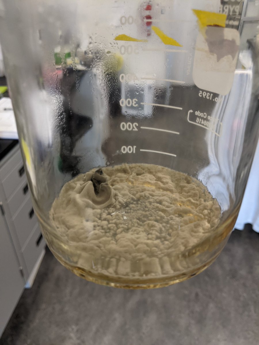 molecular_mack's tweet photo. Today's submission to the #ContamClub 👀🔬 https://t.co/hBW7OPdyKt