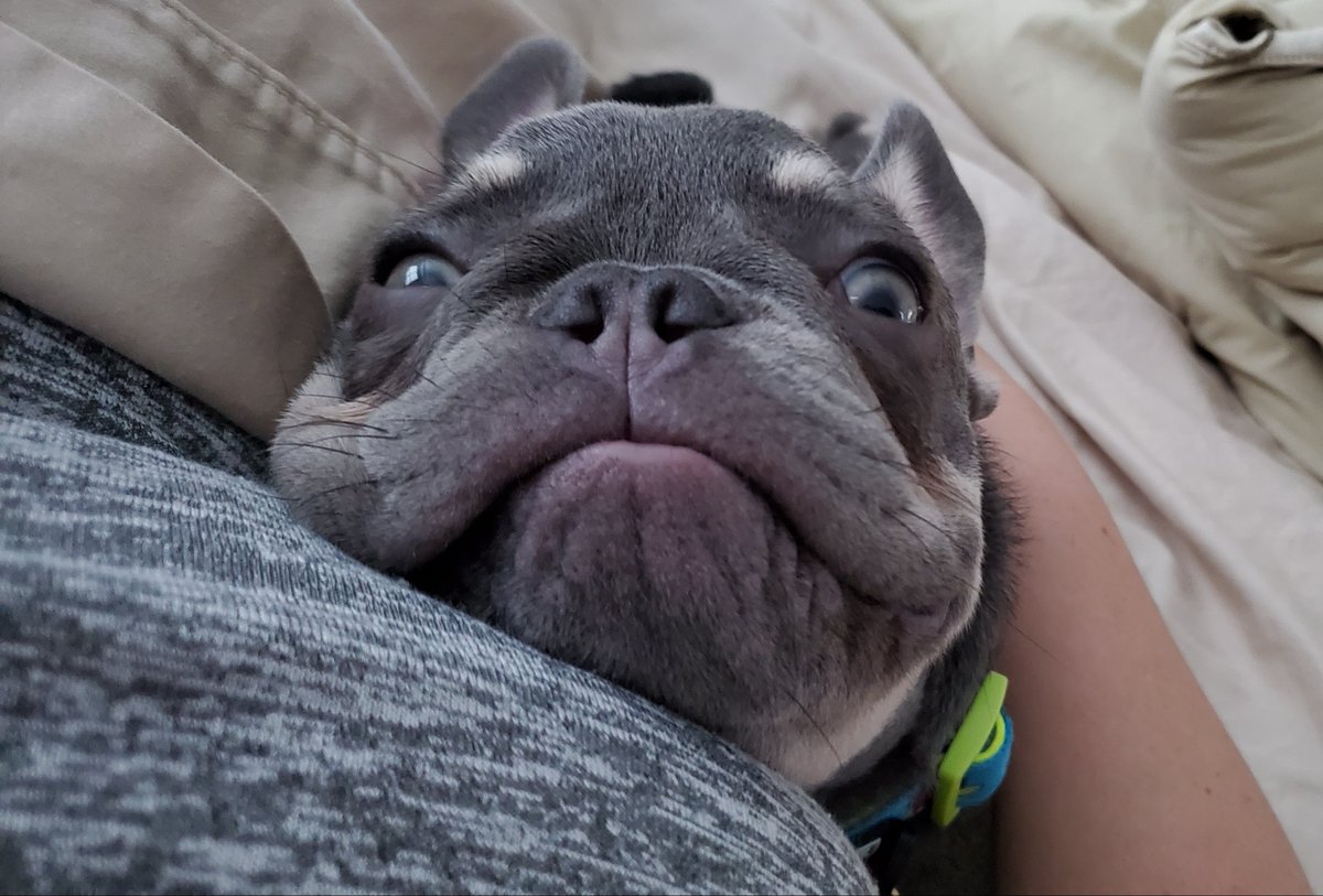 ZeusKnows1's tweet photo. Hi frens! me new on da Tweetter would you like to follow me? Hope yous has a lubly day!❤️
#zeusknows https://t.co/Jt5APo2YKK