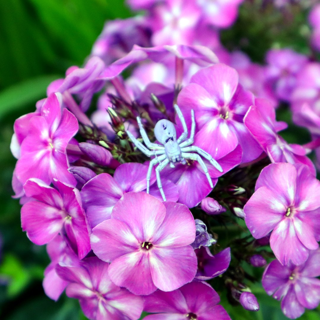 ClarasArtworks's tweet photo. My 3D printed spiders 🕷️ Some are very cute, and some are spooky 🕸️
Models are from @thingiverse.
#Spider #spinne #3dprinted #3dprint #3dprints #animal #cute #spooky #3dprintingcommunity #3dprintingideas #diy #tree #nature #Austria #creality #ender3 #minecraft #magicpla https://t.co/khXPHEVLBh