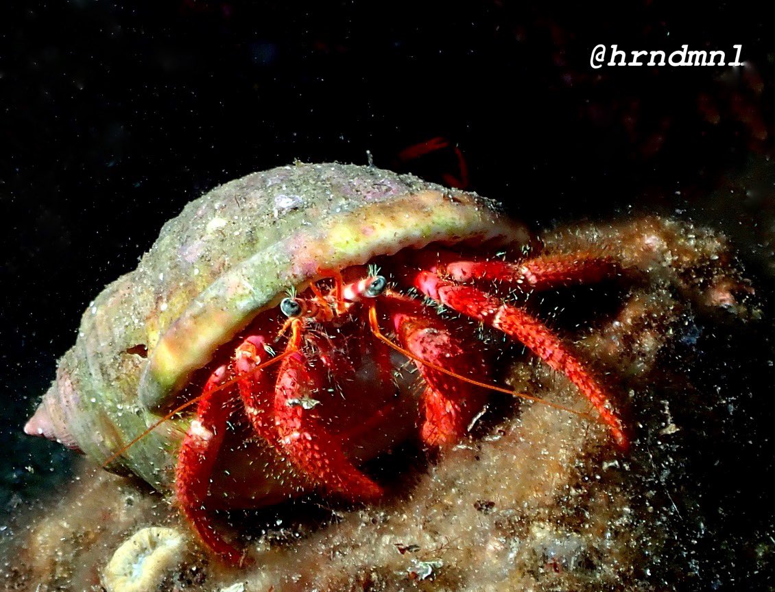 Kesis Yengeci

Cekimler şahsıma aittir, diger Fotoğraf ve videolarımı takip etmek için instagram.com/invites/contac…

#scubadiving #UnderwaterDiving #photography #PhotographyIsArt #OLYMPUS #aoi #inon #tupludalis #tg6 
#NatGeo #padi #tssf