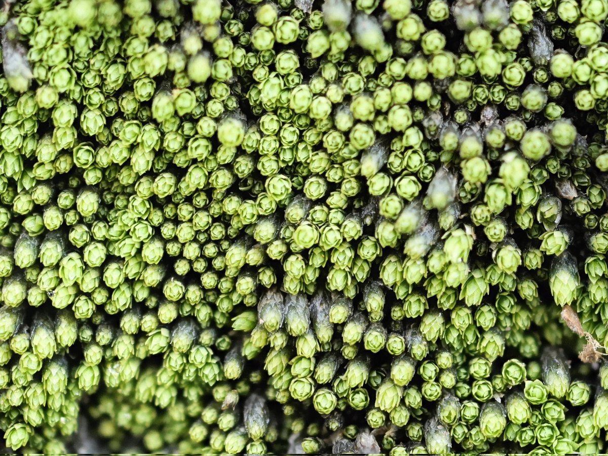 BBSbryology's tweet photo. Advance guard for the BBS AGM at Middlesbrough this year visited Botton Head in N Yorkshire to see Mielichhoferia elongata. This rare moss was locally abundant on the more stable areas of steep shale scree. Many tufts, several cm thick, had become loose and rolled down the slope. https://t.co/HPMOrOrO7V