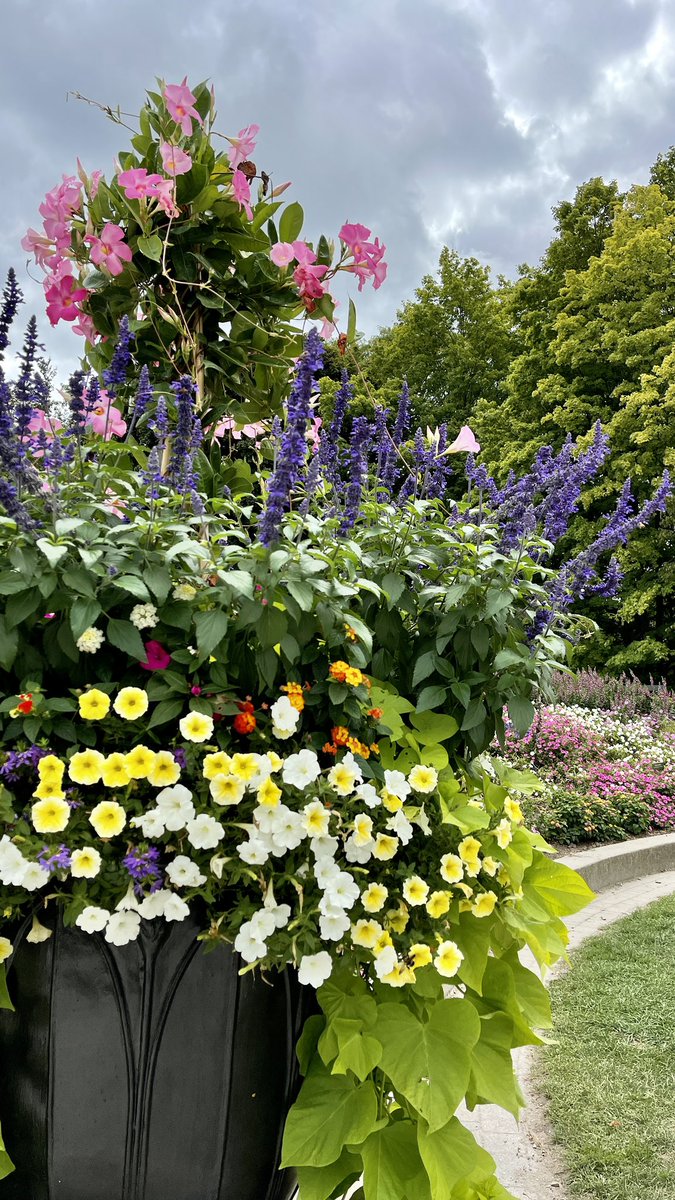 Tanya Carvalho tweet media