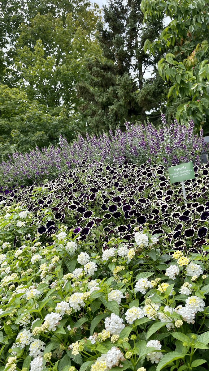 Tanya Carvalho tweet media