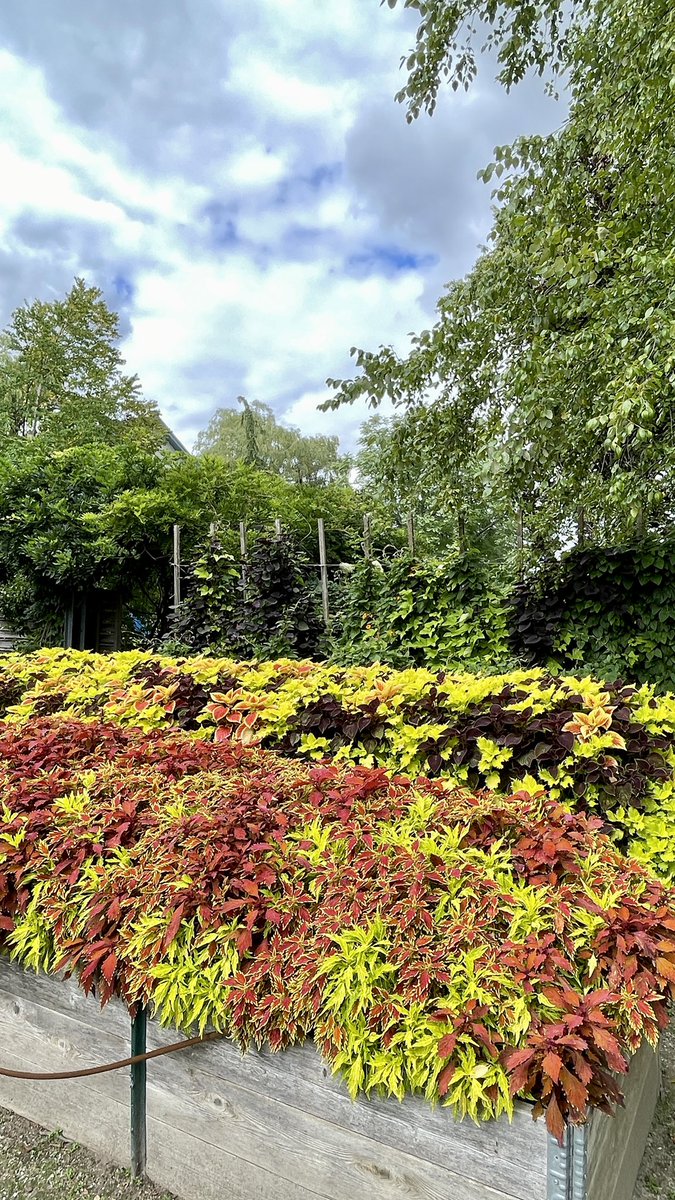 Tanya Carvalho tweet media