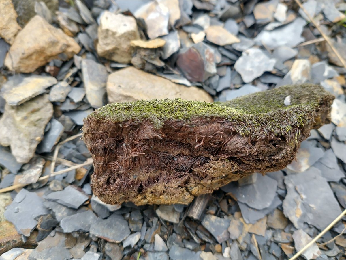 BBSbryology's tweet photo. Advance guard for the BBS AGM at Middlesbrough this year visited Botton Head in N Yorkshire to see Mielichhoferia elongata. This rare moss was locally abundant on the more stable areas of steep shale scree. Many tufts, several cm thick, had become loose and rolled down the slope. https://t.co/HPMOrOrO7V