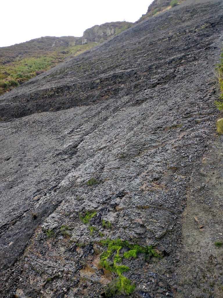 BBSbryology's tweet photo. Advance guard for the BBS AGM at Middlesbrough this year visited Botton Head in N Yorkshire to see Mielichhoferia elongata. This rare moss was locally abundant on the more stable areas of steep shale scree. Many tufts, several cm thick, had become loose and rolled down the slope. https://t.co/HPMOrOrO7V