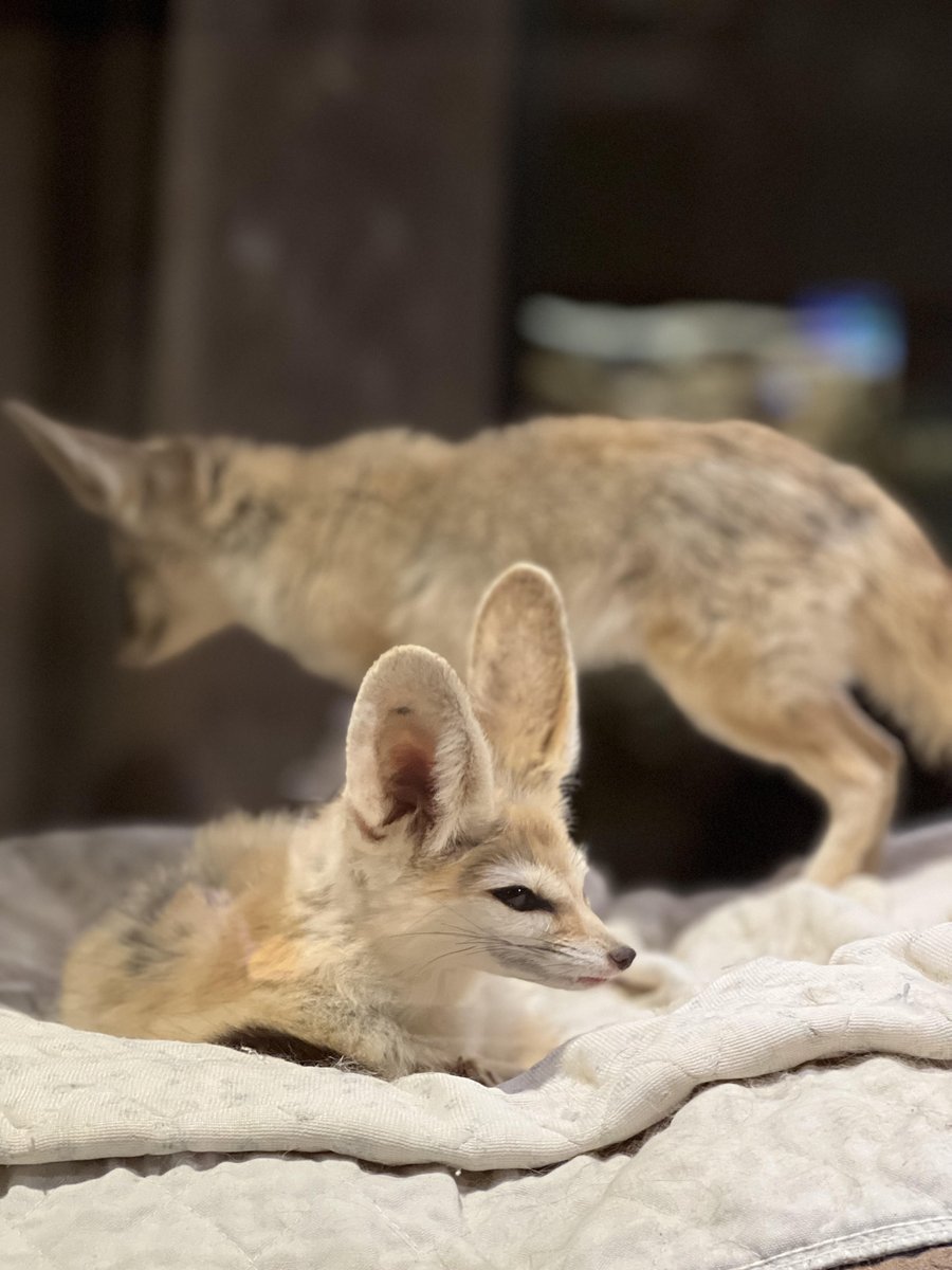 Fennec Foxes are from deserts in North Africa. Deserts have wide-ranging temperatures, and Fennec Foxes are well adapted. They have large ears to vent out body heat and keep them cool, and thick hair that insulates on cold nights and protects from the sun. #desertdweller #cute