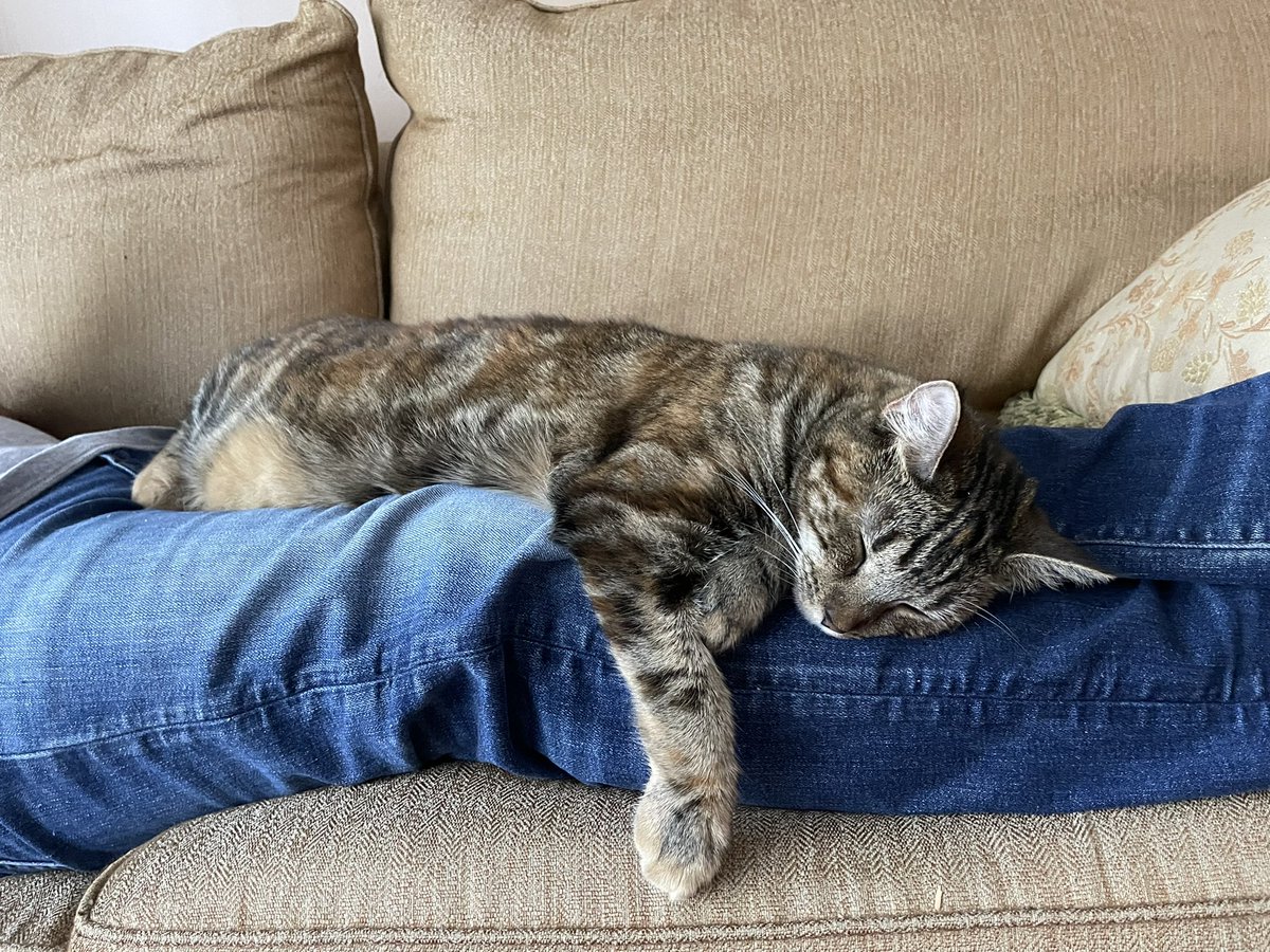 willowthecat_'s tweet photo. 😴😴😴 https://t.co/21NVbMiQJ4
