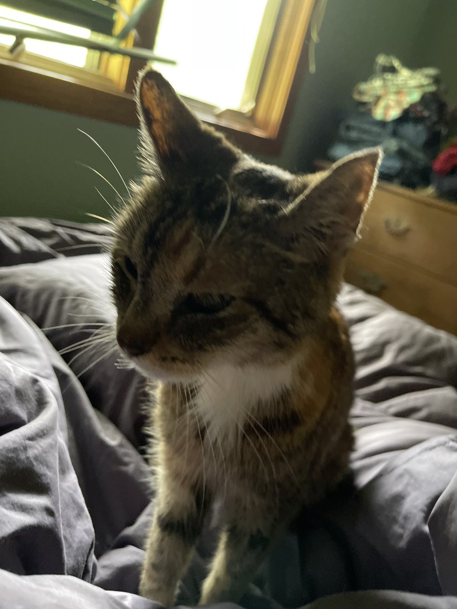 arie42's tweet photo. Said goodbye to my Tazzie girl also lost my Ty girl all within two weeks #rainbowbridge #myheart❤️‍🩹 https://t.co/sthIXKfB1Q