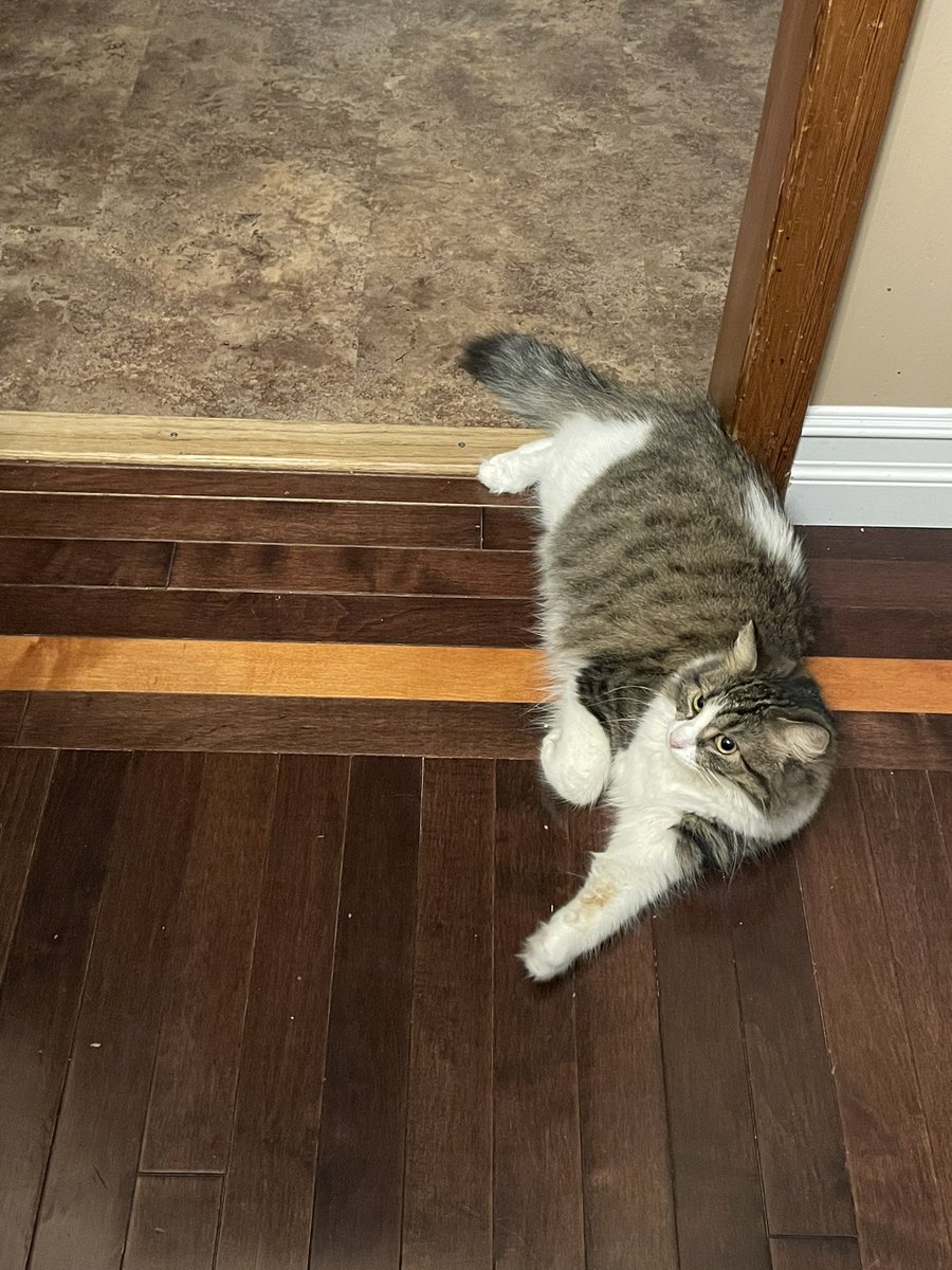 charlithecat_'s tweet photo. everyone seems stressed about going back to school this week, but i’m just chillin 😎 https://t.co/geySDxvNkh