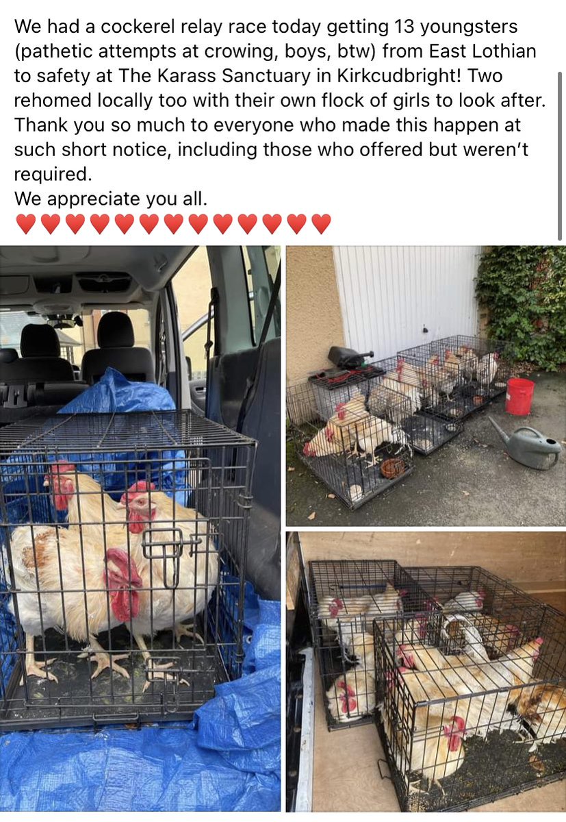 WAAP Hen Rescue (@waaphenrescue) on Twitter photo 