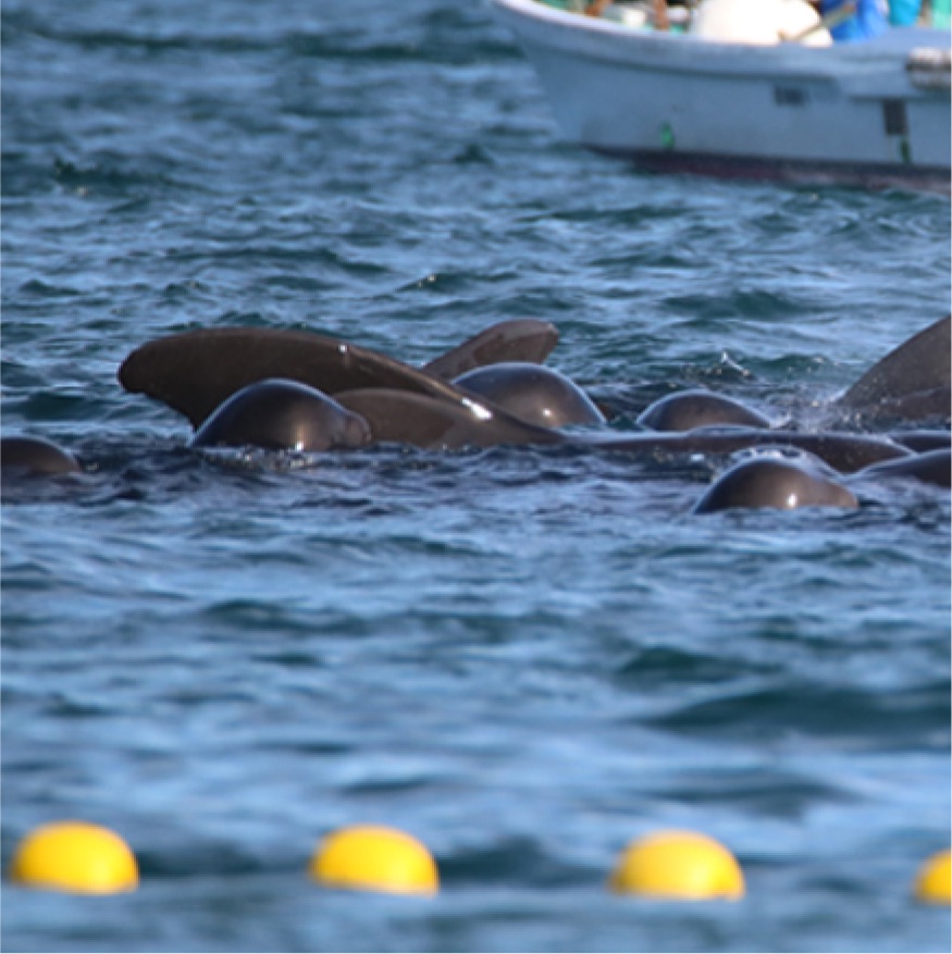 FinsandFluke's tweet photo. Dolphin_Project: Taiji: The dolphin hunters are arriving shortly to begin the selection/slaughter process. Kunito will be LiveStreaming We will recap after the days events from several Japanese activists sources in Taiji today Sep 8, 2022 5:00am #dolphi… https://t.co/0XHpf2xPys