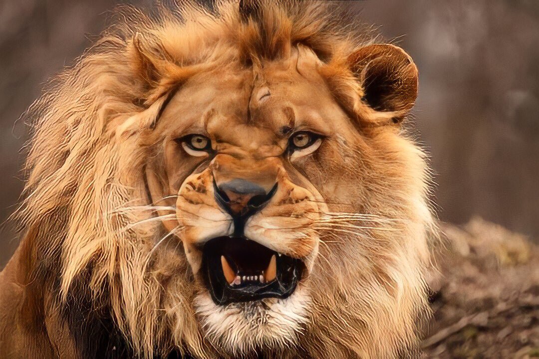 Slient__death's tweet photo. Tam Aslan Gecesi 💛❤️ https://t.co/sAs0f9yzCZ