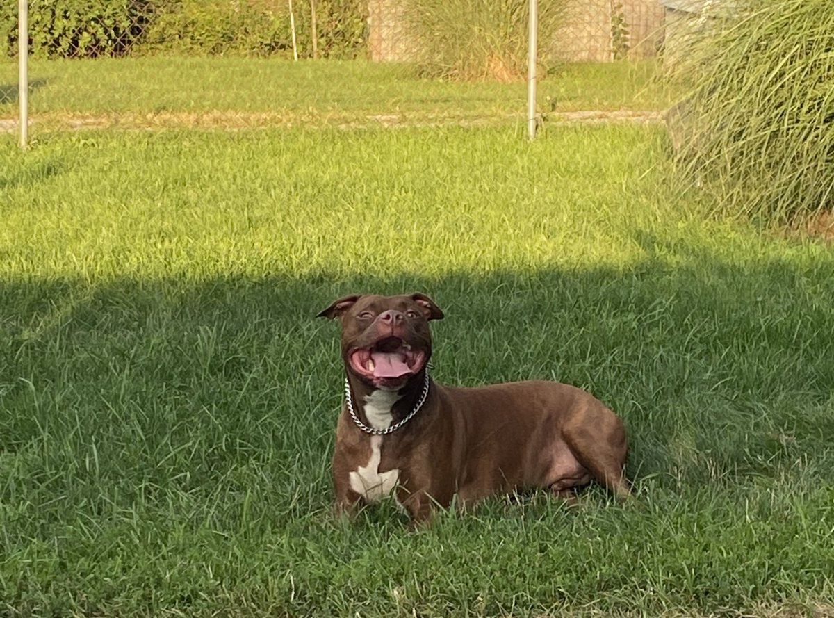 str8dropflaw's tweet photo. Oh how you’ve grown🥰 🐾 going on 7yrs old. #Lowkey #BigLoc #Locdawg https://t.co/AiffayeUmd