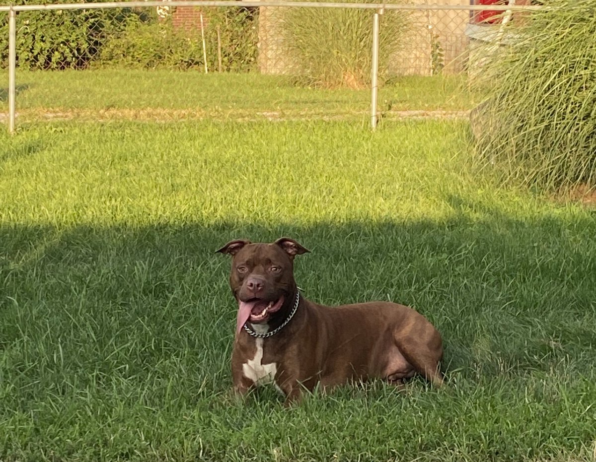 str8dropflaw's tweet photo. Oh how you’ve grown🥰 🐾 going on 7yrs old. #Lowkey #BigLoc #Locdawg https://t.co/AiffayeUmd