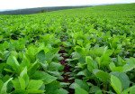 Campo a Pleno tweet media