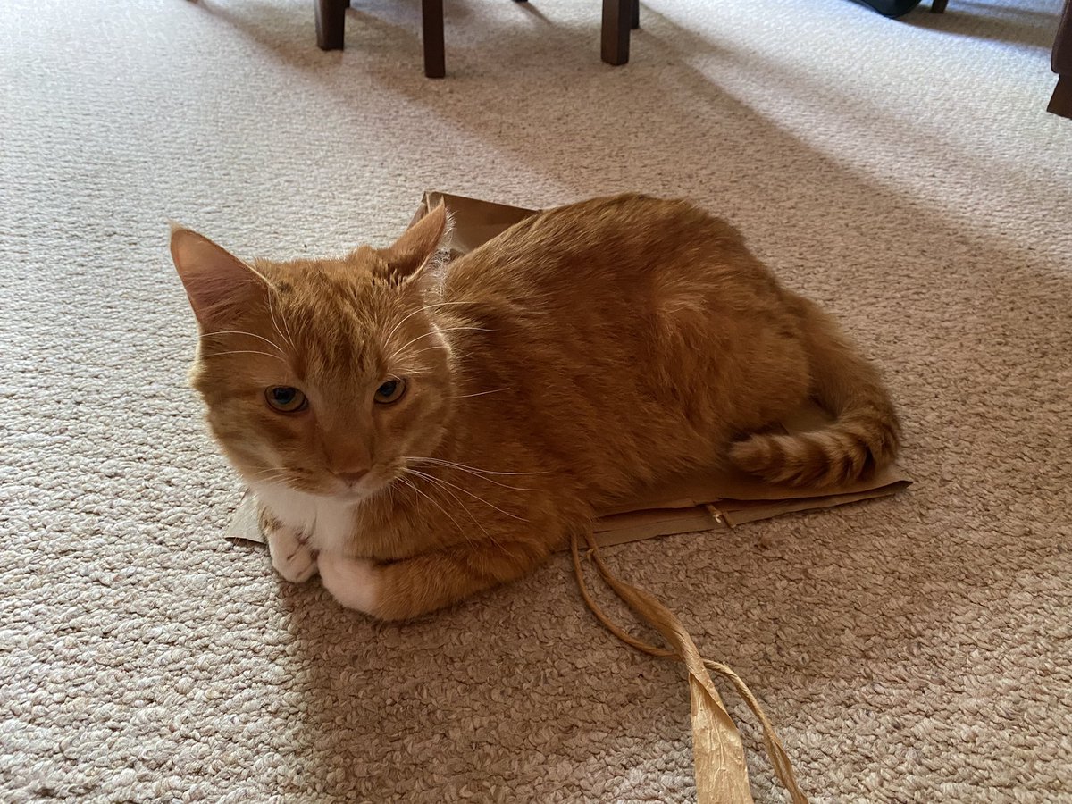 nobu_the_cat's tweet photo. Sitting on my fave paper bag https://t.co/WEmqbt0Yph