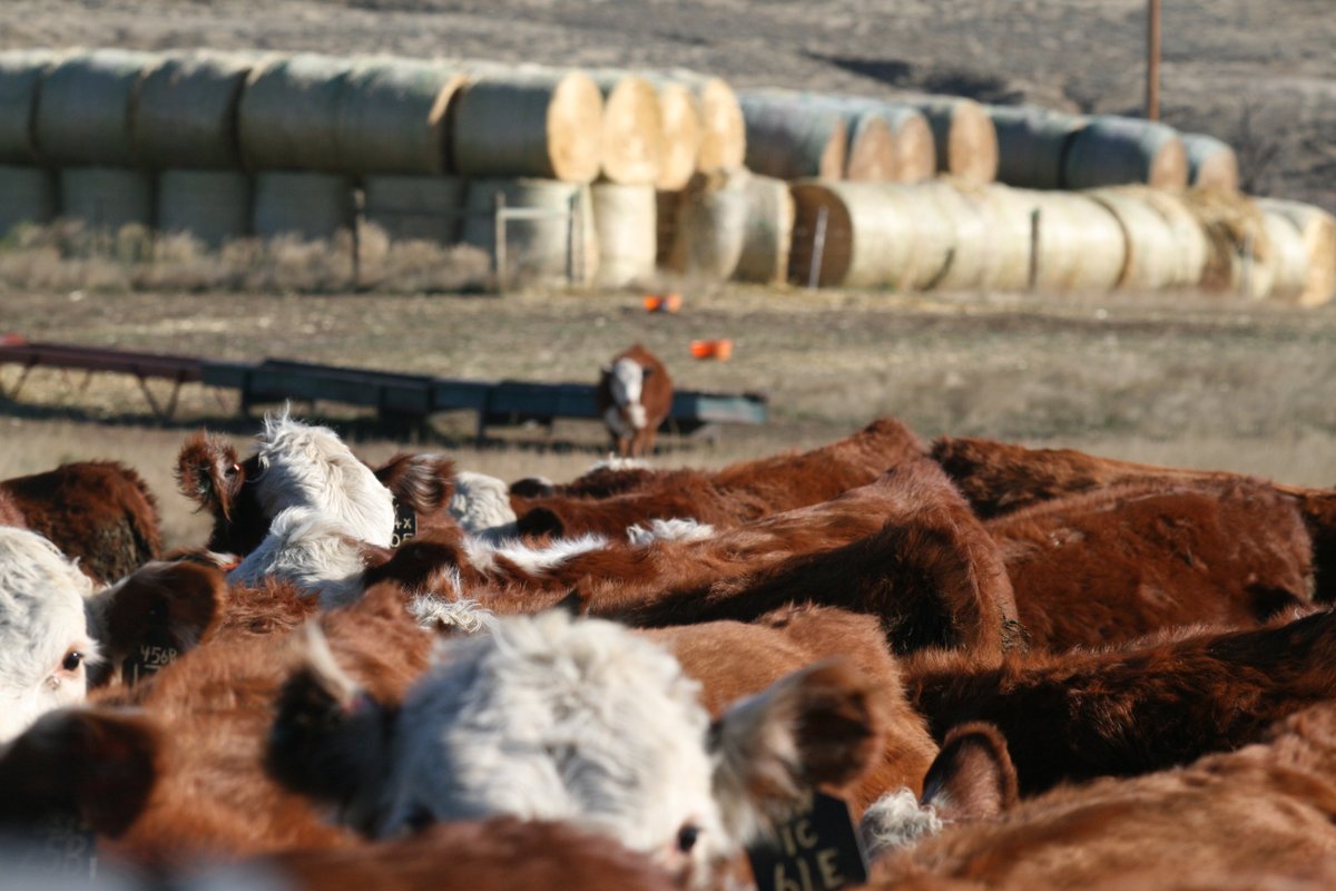 pm_inthefire's tweet photo. #Countyfairs, Top Gun, cow nutrition, #openrange, fence laws. Give the latest @ProCattlemag podcast a listen. It'll inform and entertain all at the same time. 
https://t.co/bgj67Z5su4 https://t.co/sgTtoKbQya