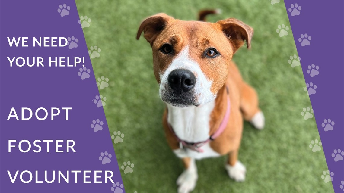 CityofFortWorth's tweet photo. The number of animals arriving at Fort Worth shelters has surpassed the number of adoptions. You can help shelter pets by adopting, fostering, volunteering and donating. https://t.co/O9QUnfsIKq https://t.co/xARMMGhOLM