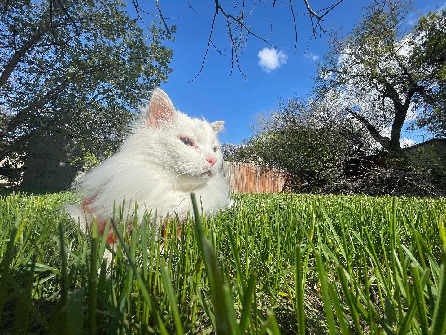 thurston-waffles-on-twitter-rest-in-peace-little-buddy-https-t-co