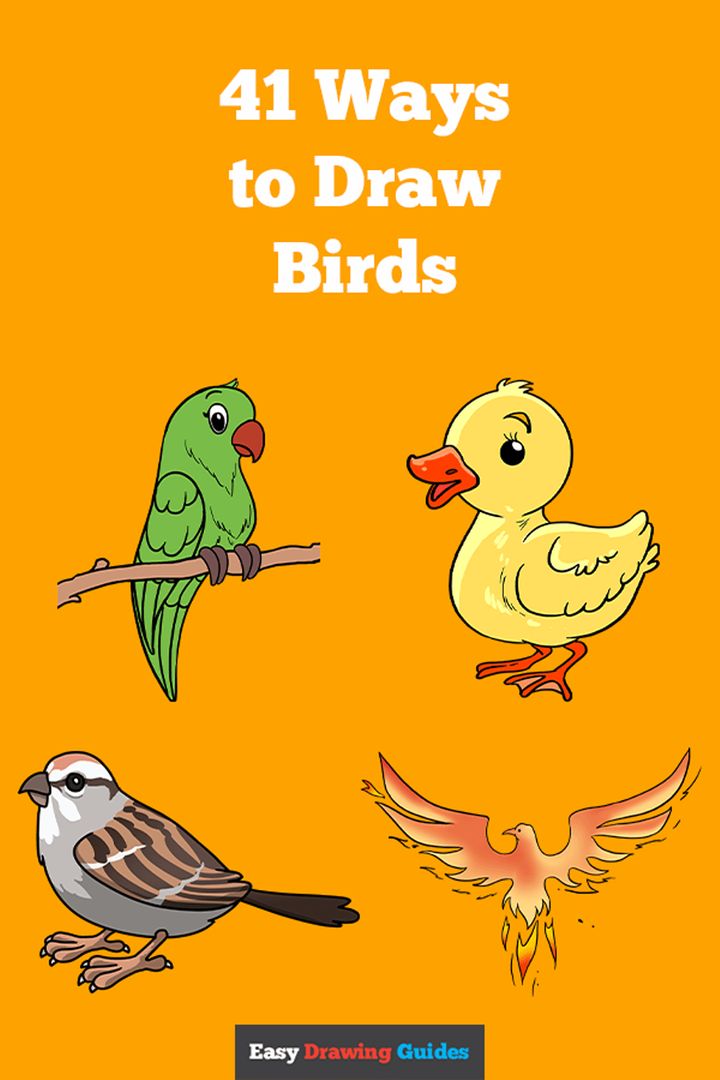 Easy Drawing Guides on Twitter "41 Ways to Draw Bird Drawing Topics