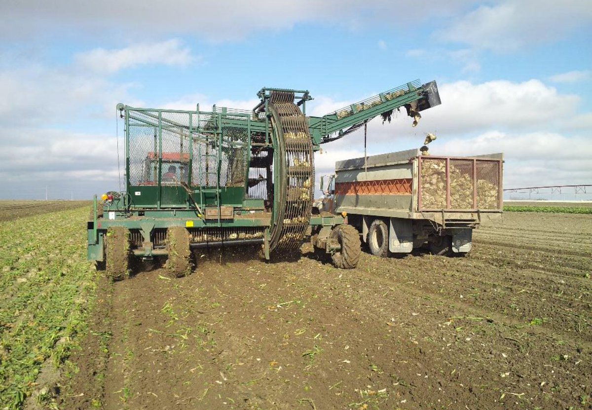 Bring on early harvest! Once again, our local farm families are delivering sugar beets -- used to create the only 100% Canadian sugar product!
#ABsugar22 #farming #alberta #canada #food