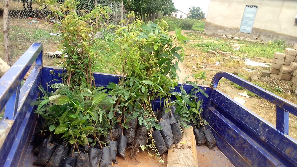 debrahdaniel6's tweet photo. @GLFChapters
The Holy Temple Ministry International Church was not left out. The GLF-Bawku chapter donated 60 native seedlings(tamarind, locust bean, mahogany, and Kapok) and followed up with the planting of all the seedlings around the church premises. #glfchapters https://t.co/Ch8GPRGK9o