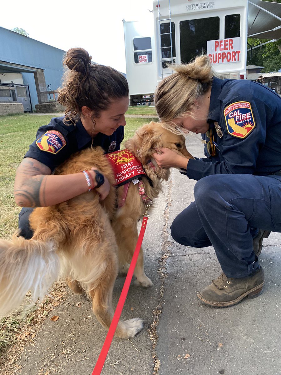 Kerith The Golden Retriever tweet media