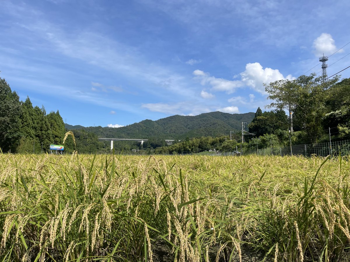 nativelifekale's tweet photo. 稲刈り🌾
本日稲刈りです。午後から雨予報なので午前中に終わるように頑張ります！

#ともときファーム丹波 #稲刈り #organc #新米 https://t.co/1H71Urqc1D