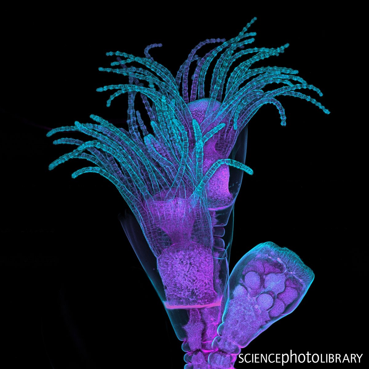 sciencephoto's tweet photo. Obelia hydroid, also known as sea fur!
Buds of obelia colonies, a stage of reproduction in the hydrozoan life cycle.
Credit: Teresa Zgoda/Science Source/Science Photo Library
https://t.co/OdztCaY9cT
#jellyfish #organism #cnidaria #fauna #hydra #hydroid #obelia https://t.co/zQzltG0GzQ