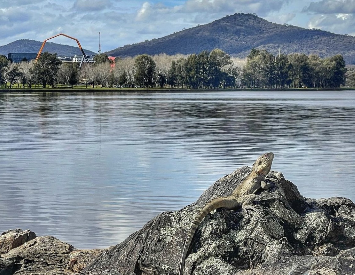 sofranksocial's tweet photo. When spring starts, hibernation ends. @ricardo_naturefotos spotted this water dragon enjoying the sunshine.

#SoFrankSocial #VisitCanberra #WeAreCBR #CanberraSpring https://t.co/ye5ZwSk2lN