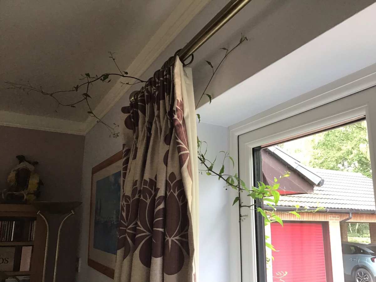 janomega's tweet photo. @GWmag My indoor plant from outside 😂 https://t.co/A4Qpm6AUIe